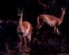 torres_guanacos.jpg (94571 octets)